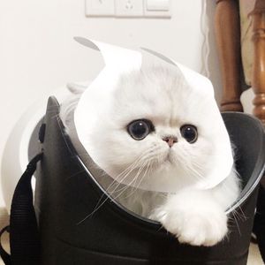 换脸范冰冰最惊艳的图片
